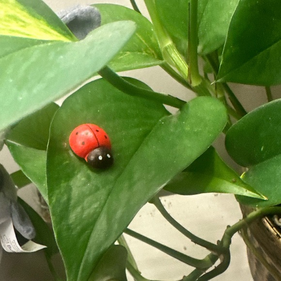 - 🍃20 pack plant magnets🍃 - Picture 2 of 15